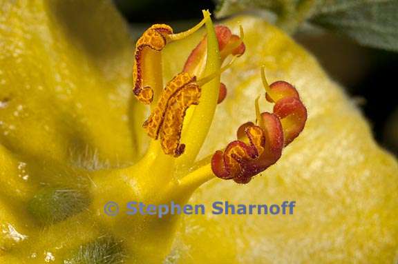 fremontodendron californicum 8 graphic